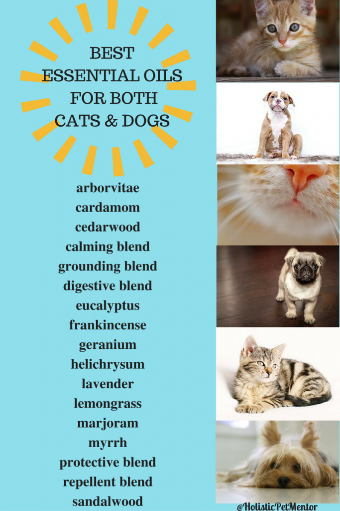 Essential Oils And Natural Health For Pets Cat And Dog Aromatherapy
