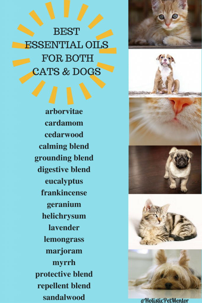 Essential oils and natural health for pets, cat and dog aromatherapy