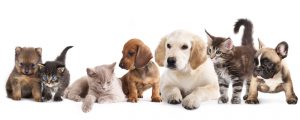 Holistic health mentoring for cats and dogs & Essential oil education for pet people!